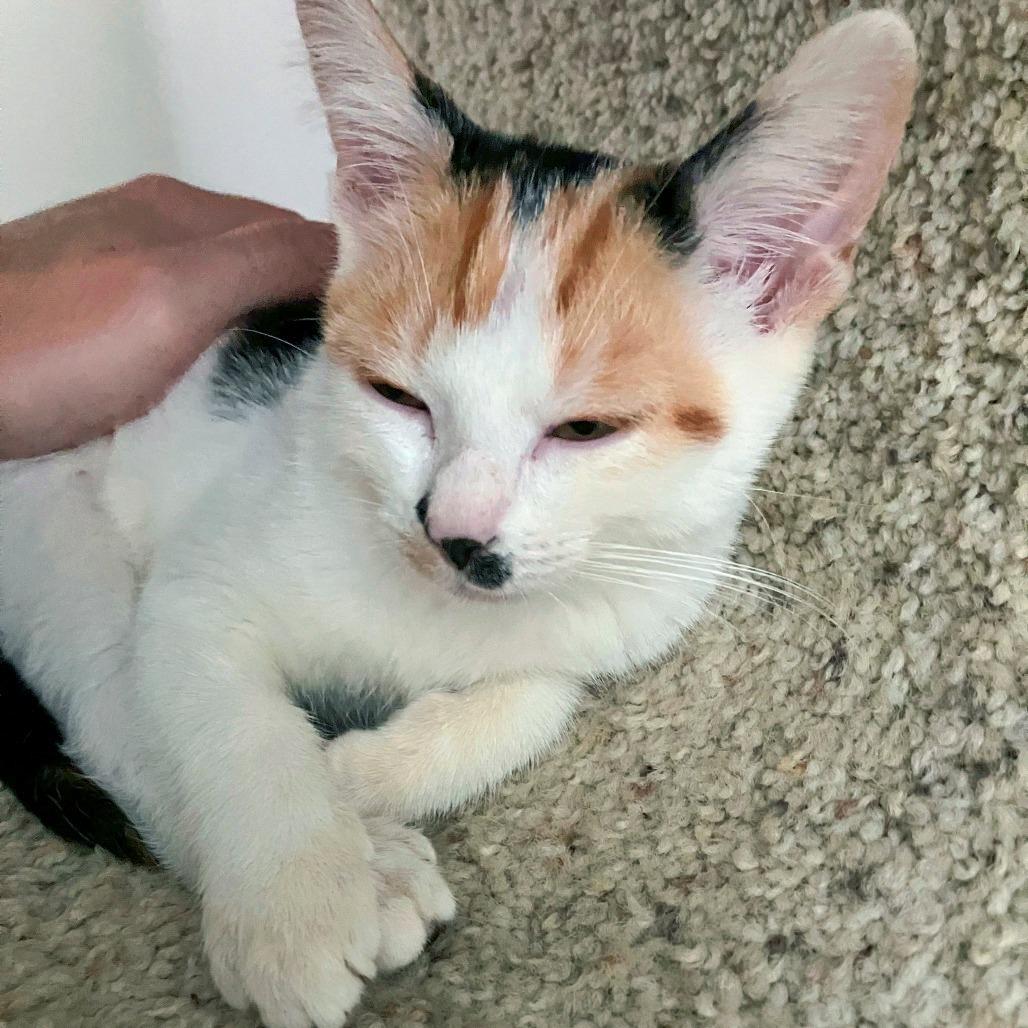 Enlarge Betty, a Adoptable Domestic Short Hair in Chapel Hill, NC image 2/2