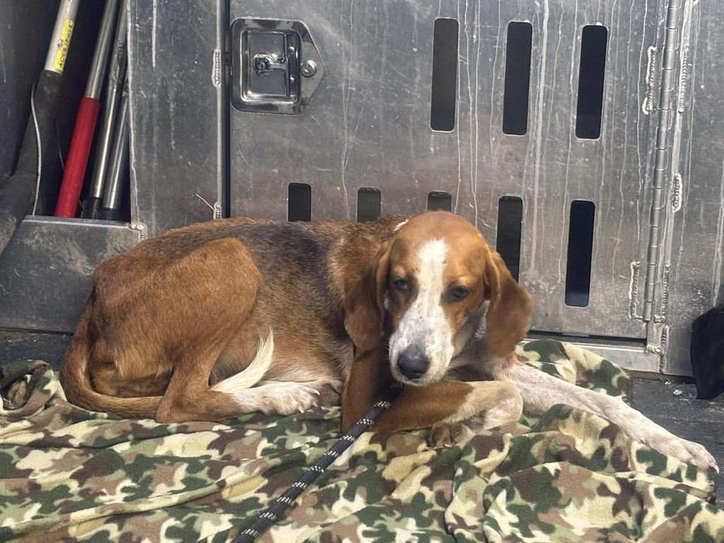 Hope, Adoptable, Adult Female Hound.