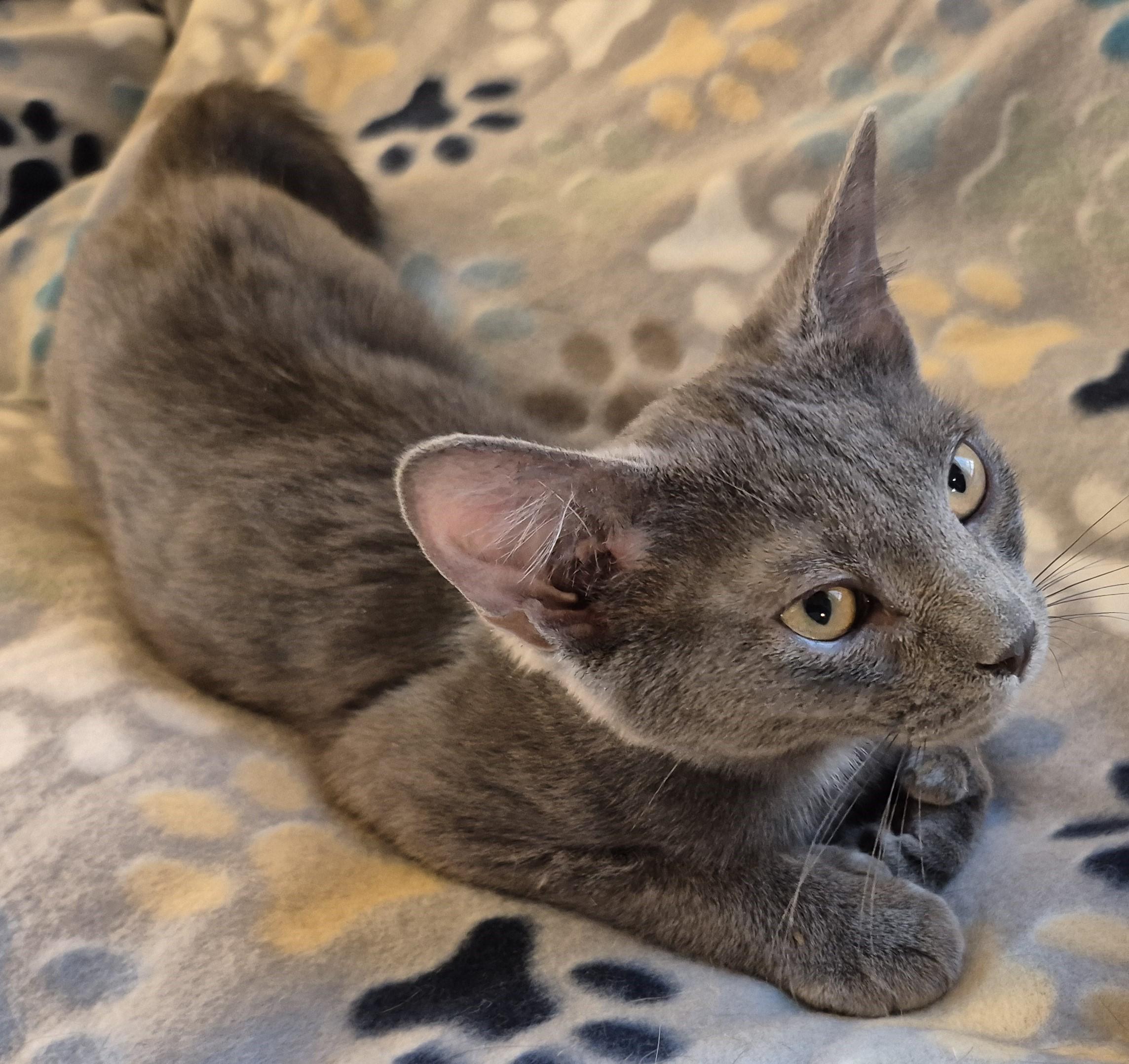 Enlarge SNUFFY, a ADOPTABLE Domestic Short Hair in Highland Park, NJ image 3/6