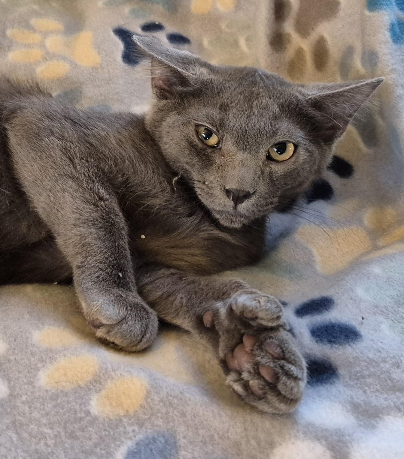 Enlarge SNUFFY, a ADOPTABLE Domestic Short Hair in Highland Park, NJ image 4/6