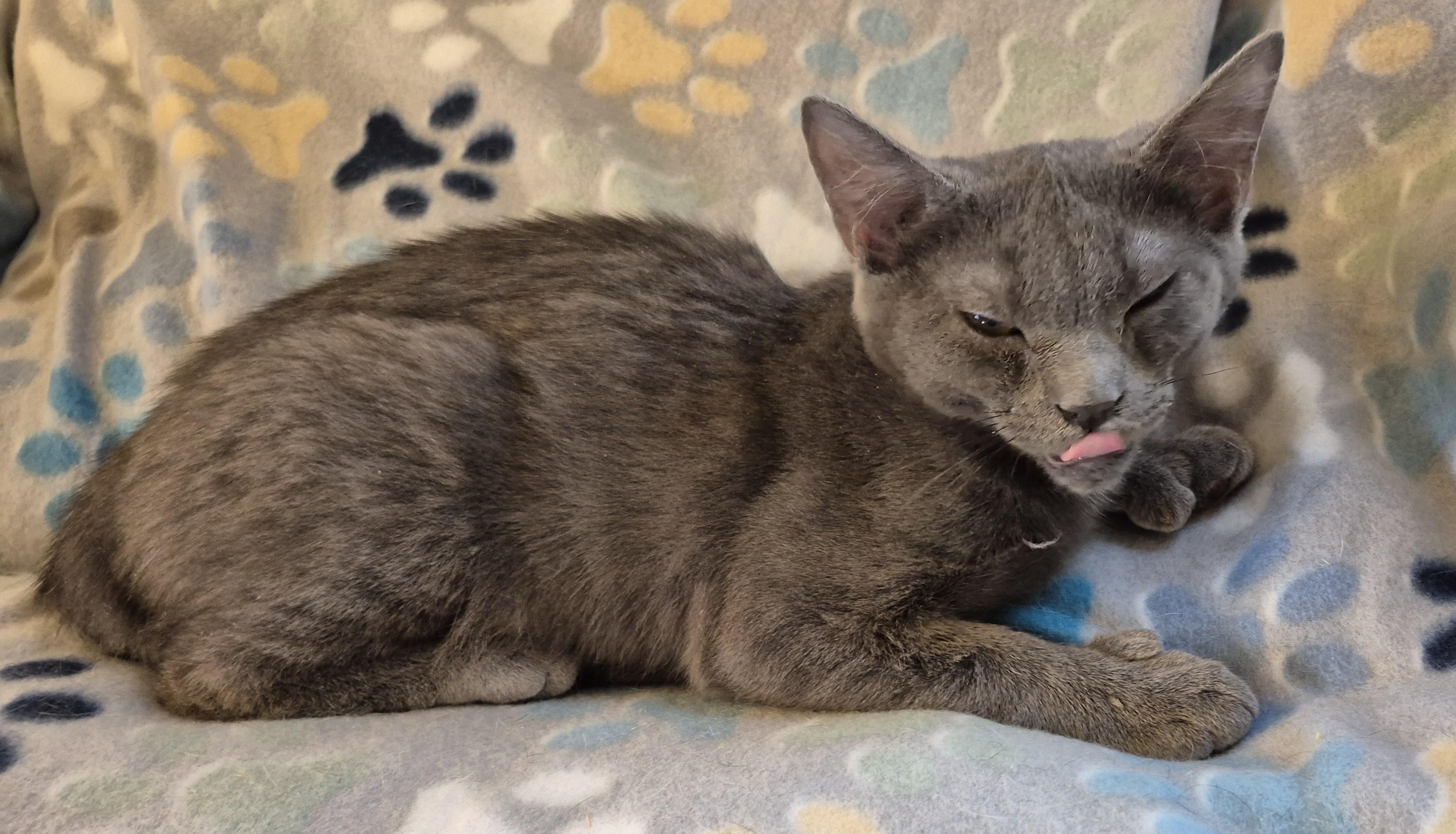 Enlarge SNUFFY, a ADOPTABLE Domestic Short Hair in Highland Park, NJ image 2/6