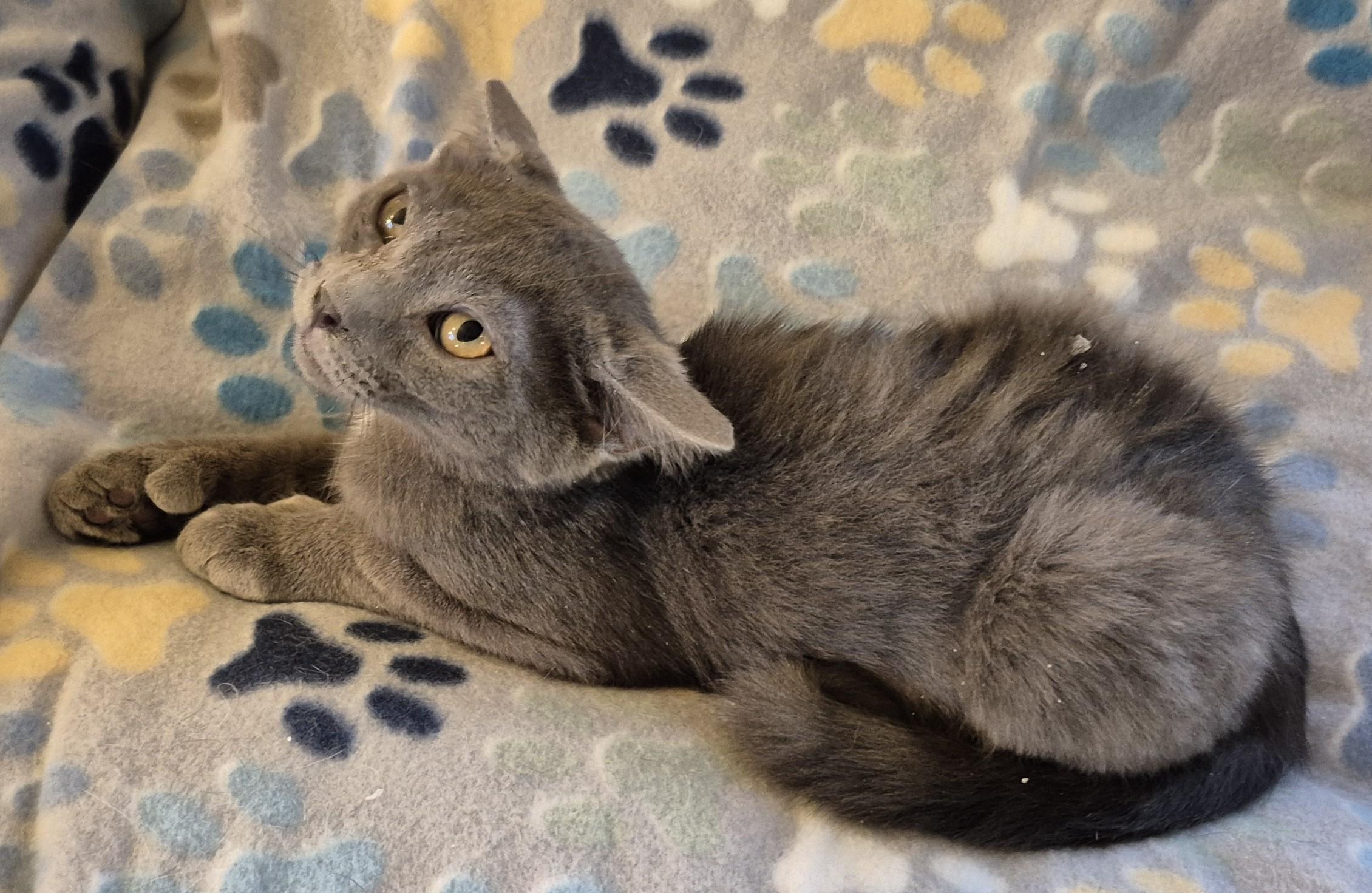 Enlarge SNUFFY, a ADOPTABLE Domestic Short Hair in Highland Park, NJ image 5/6