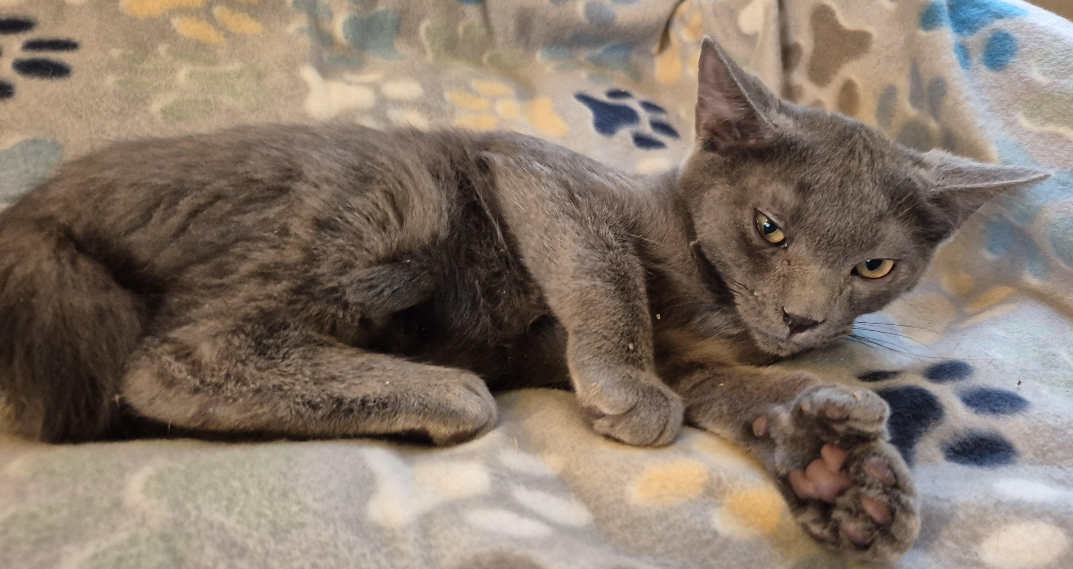 Enlarge SNUFFY, a ADOPTABLE Domestic Short Hair in Highland Park, NJ image 6/6