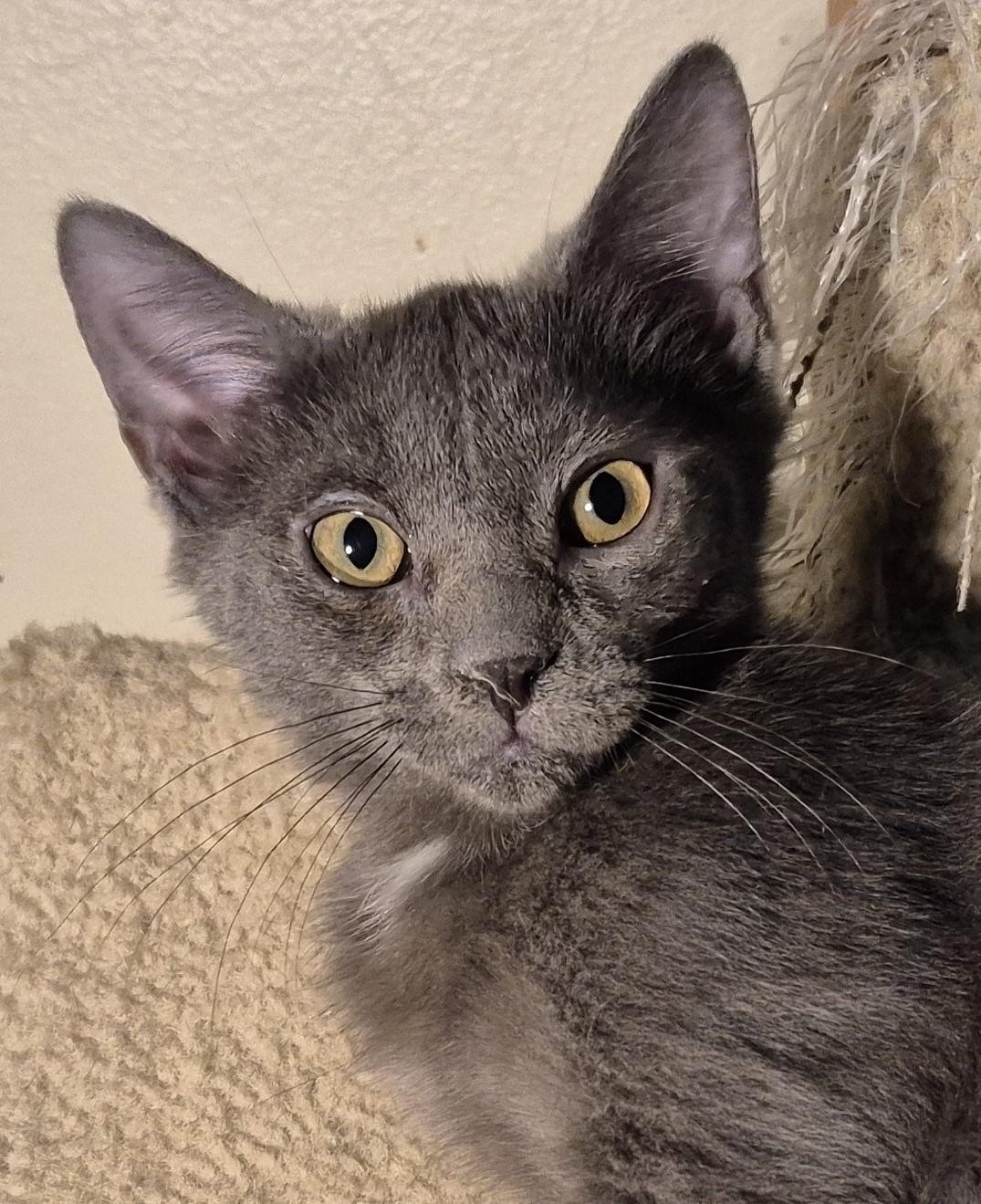 Enlarge SNUFFY, a ADOPTABLE Domestic Short Hair in Highland Park, NJ image 1/6