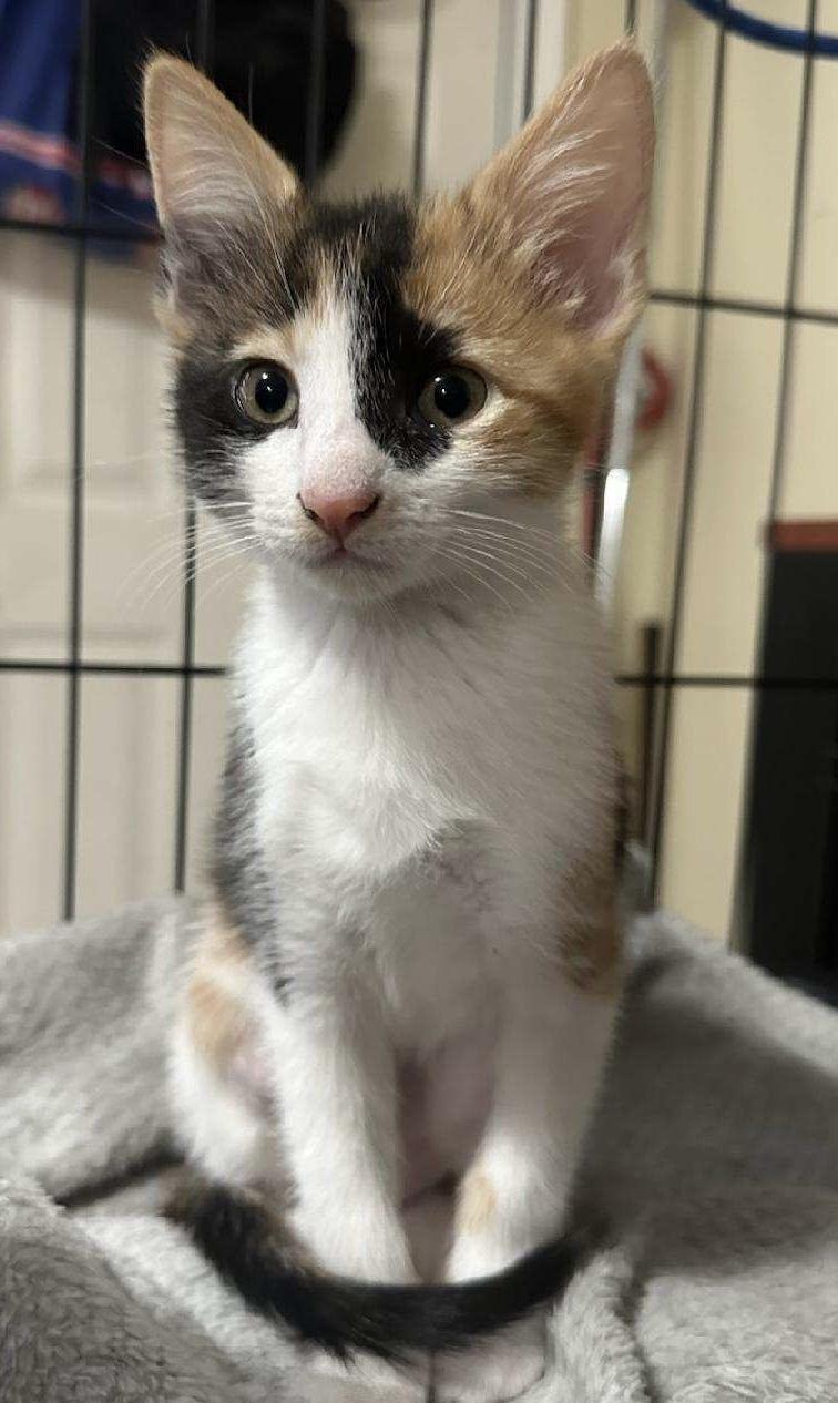 Calico Babies, an adopted Calico in Salem, NH image 2/4