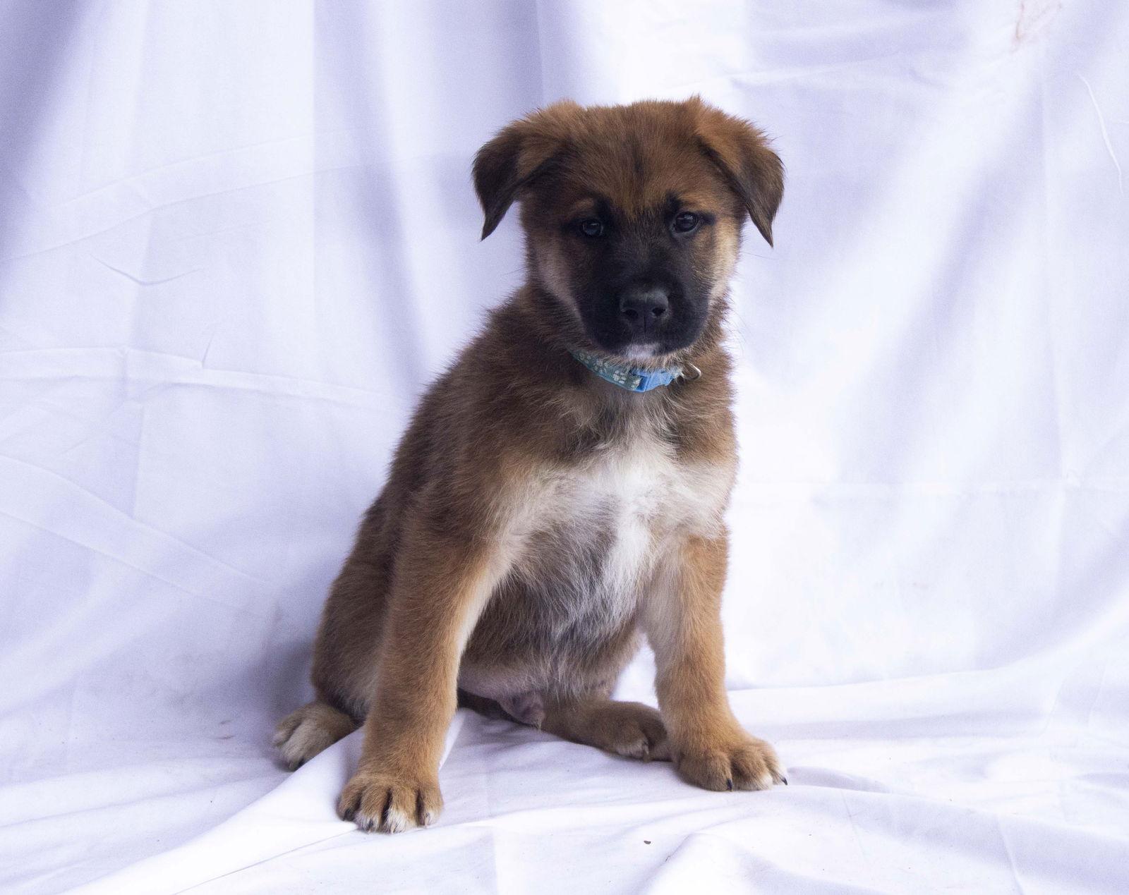 Ari, Adoptable, Young Male German Shepherd Dog.