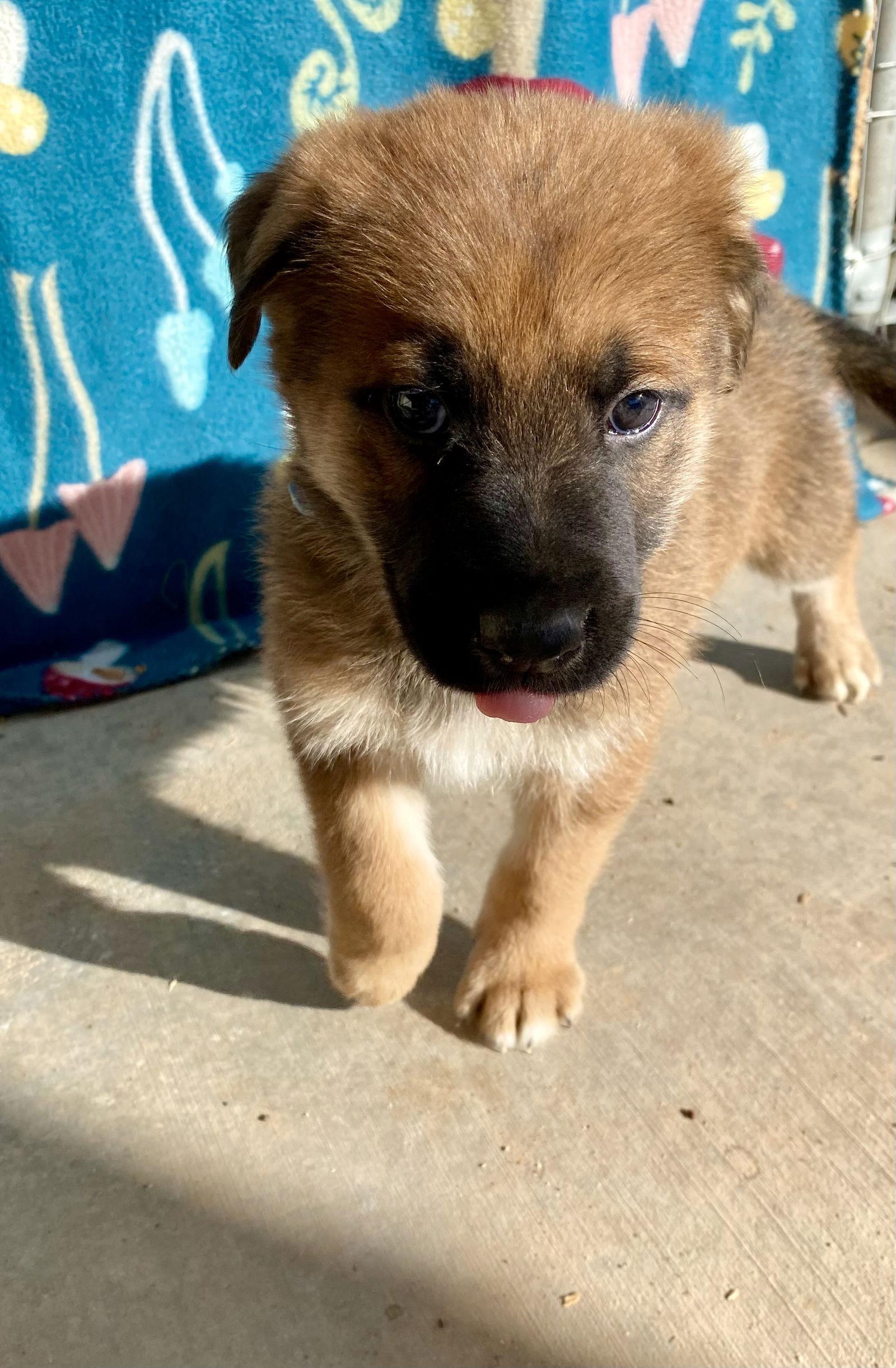 Ari, a Adoptable German Shepherd Dog in Cottonwood, AZ image 3/3