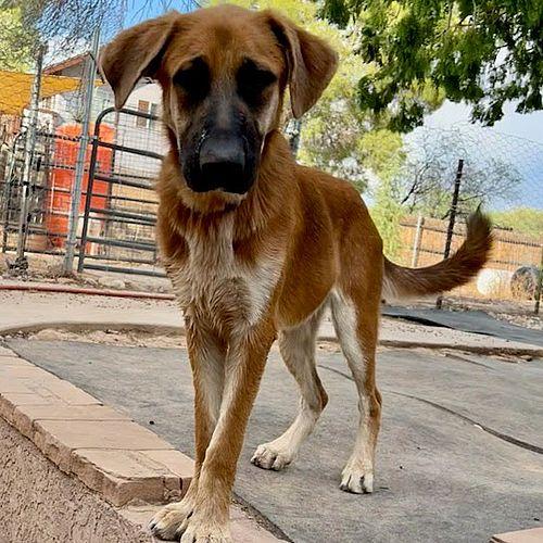 Enlarge Ari, a Adoptable German Shepherd Dog in Cottonwood, AZ image 3/3