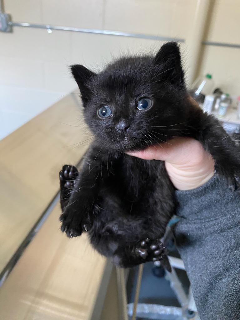 Juliet, Adopted, Kitten Female Domestic Short Hair.