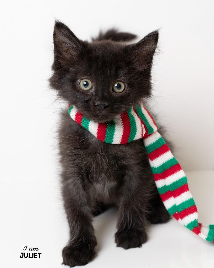 Juliet, a Adopted mixed breed in Boone, IA image 2/2