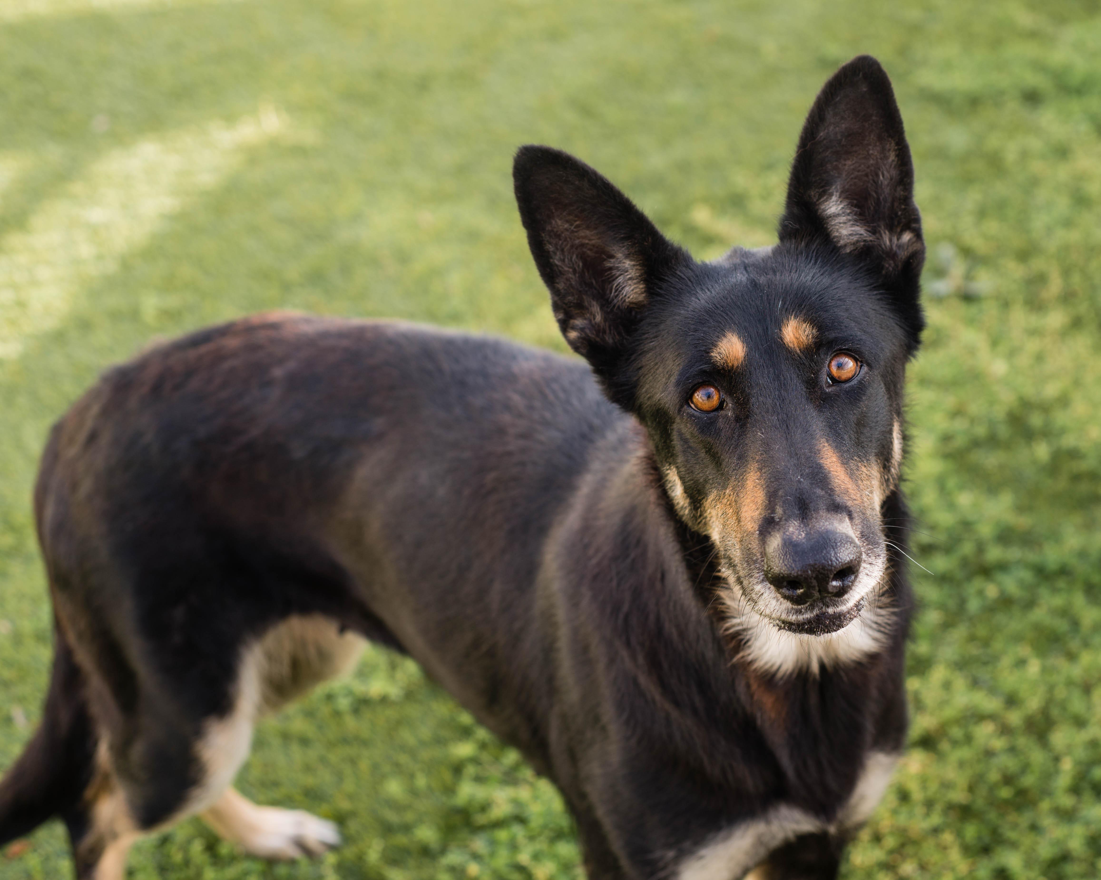 Enlarge Farrah, a ADOPTABLE mixed breed in Mont Belvieu, TX image 3/3