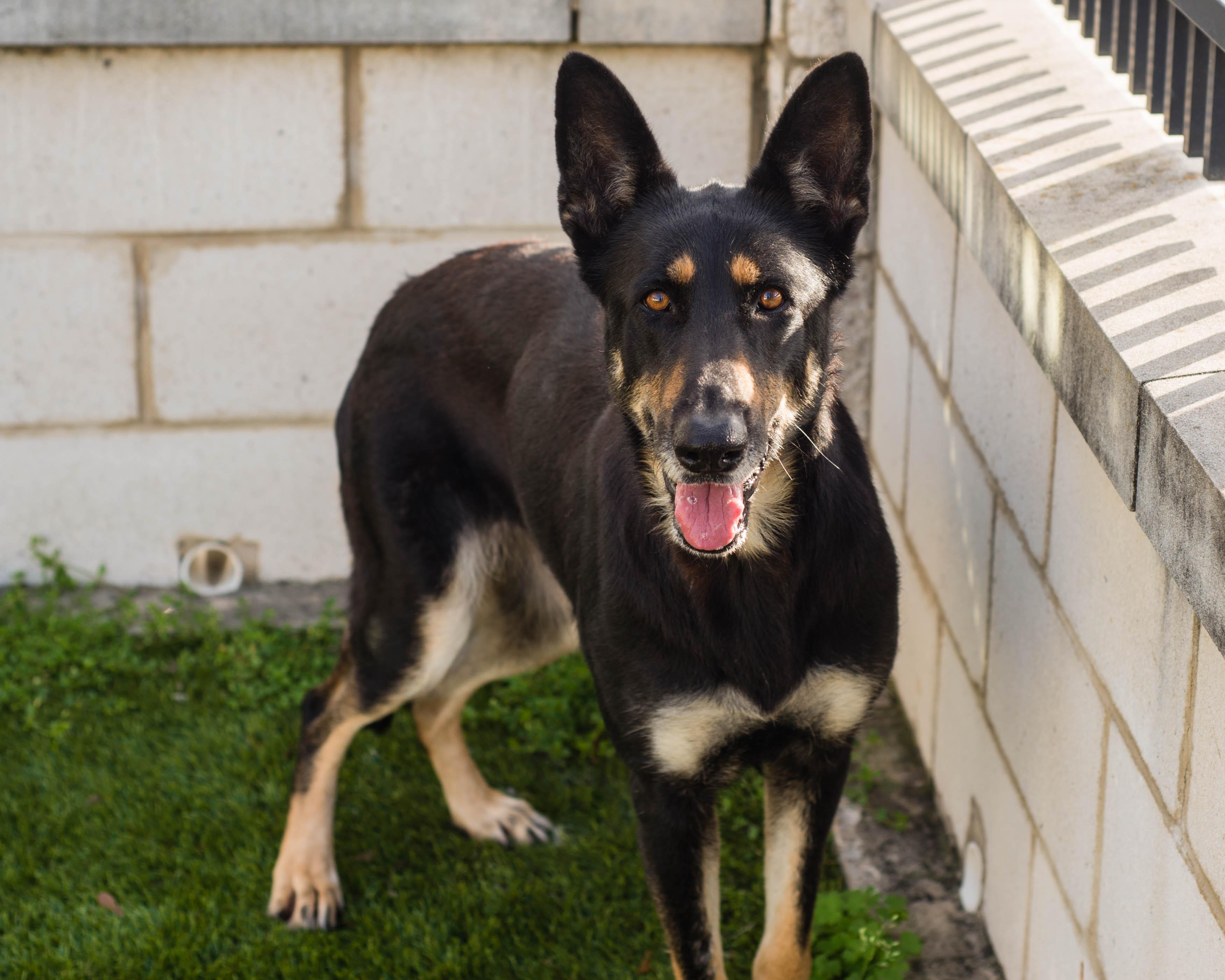 Enlarge Farrah, a ADOPTABLE mixed breed in Mont Belvieu, TX image 2/3