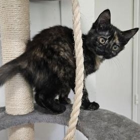 Enlarge Edin, an adopted mixed breed in The Colony, TX image 4/6