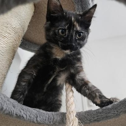 Enlarge Edin, an adopted mixed breed in The Colony, TX image 3/6