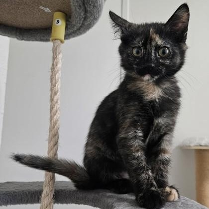 Enlarge Edin, an adopted mixed breed in The Colony, TX image 1/6