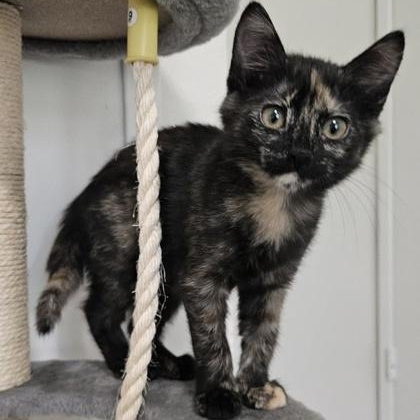 Enlarge Edin, an adopted mixed breed in The Colony, TX image 6/6