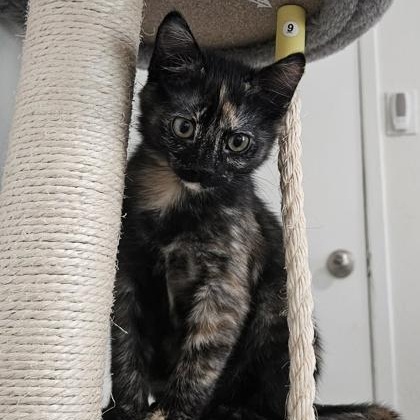 Enlarge Edin, an adopted mixed breed in The Colony, TX image 5/6