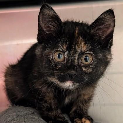 Enlarge Edin, an adopted mixed breed in The Colony, TX image 2/6