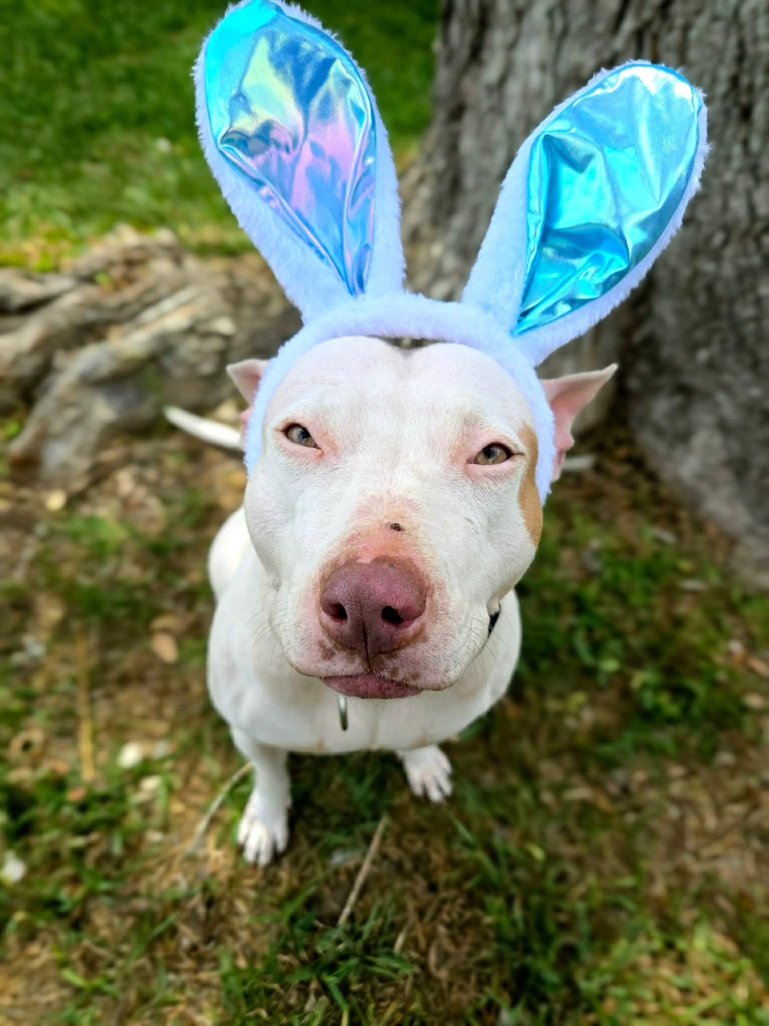 Enlarge Lulu, a Adoptable mixed breed in Burnsville, MN image 2/6