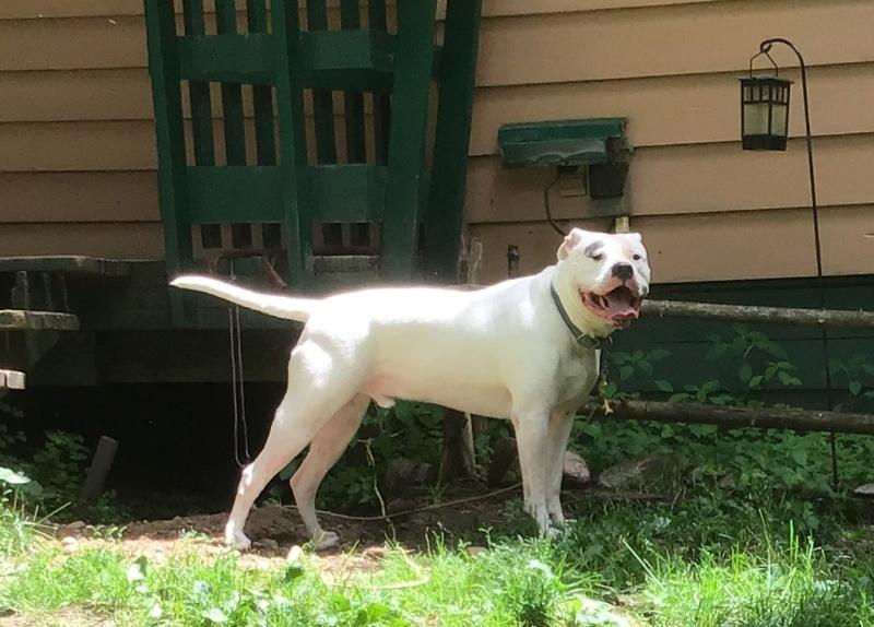 Rocky, a Adoptable mixed breed in Bancroft, ON image 1/4