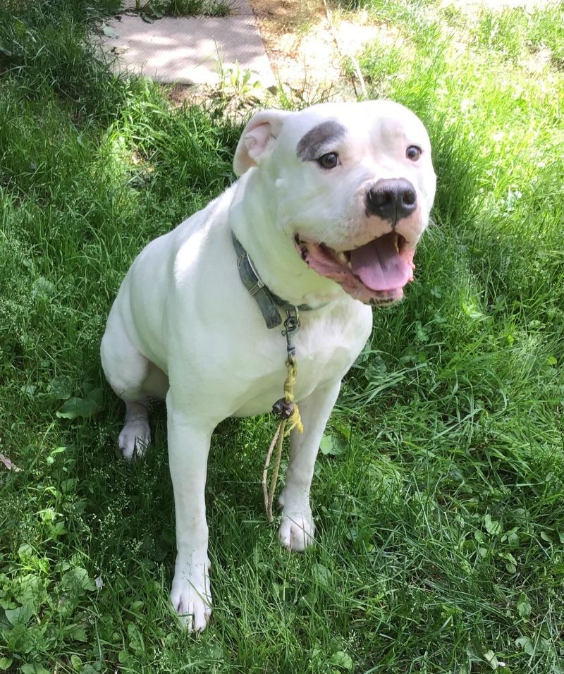 Rocky, Adoptable, Adult Male American Bulldog.