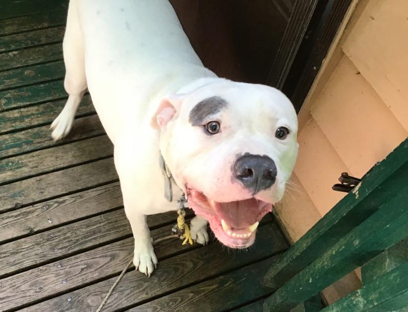 Rocky, a Adoptable mixed breed in Bancroft, ON image 3/4