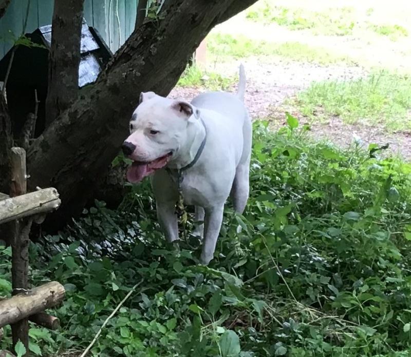Rocky, a Adoptable mixed breed in Bancroft, ON image 4/4