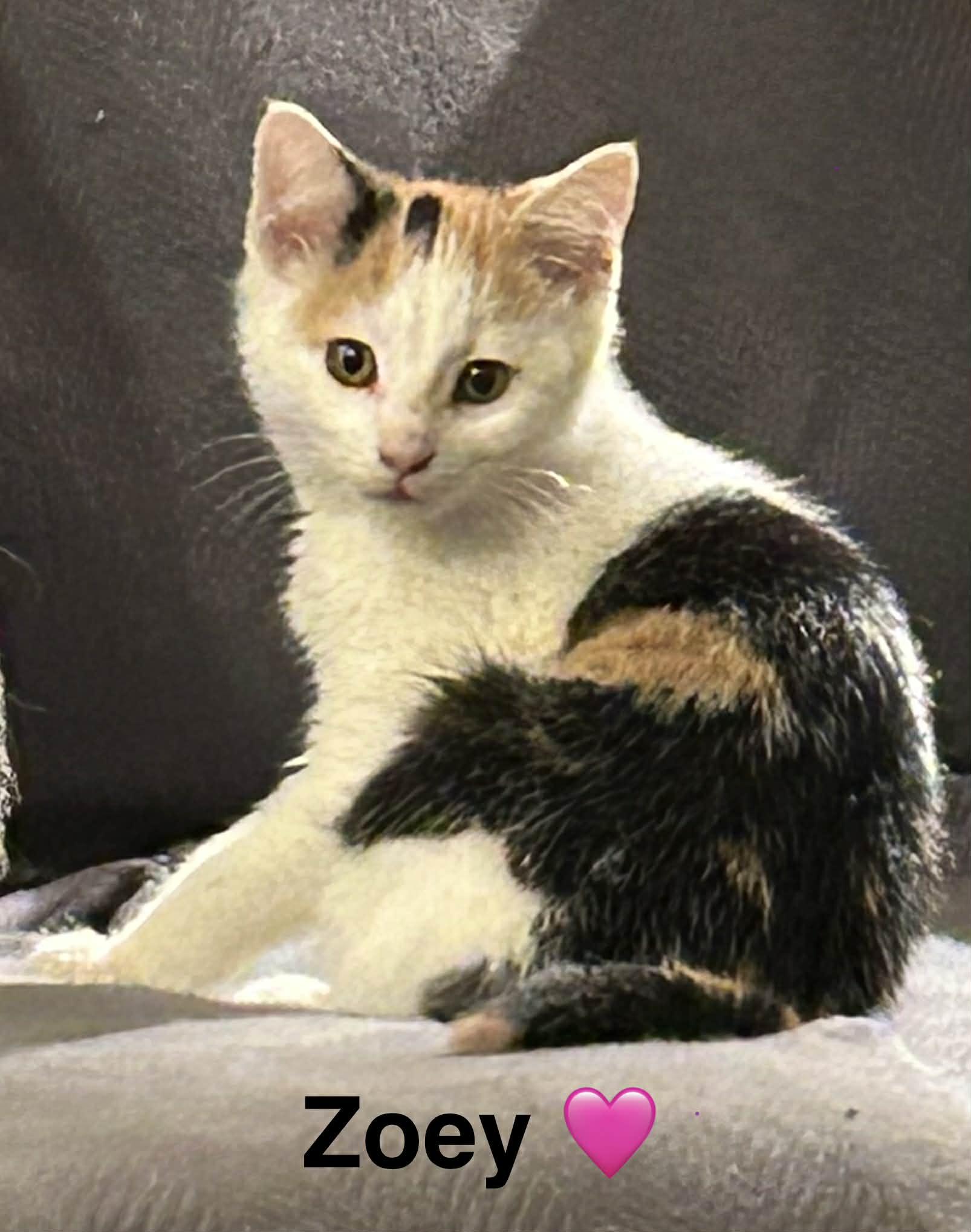 Zoey, an adopted Calico in Beckley, WV image 1/3
