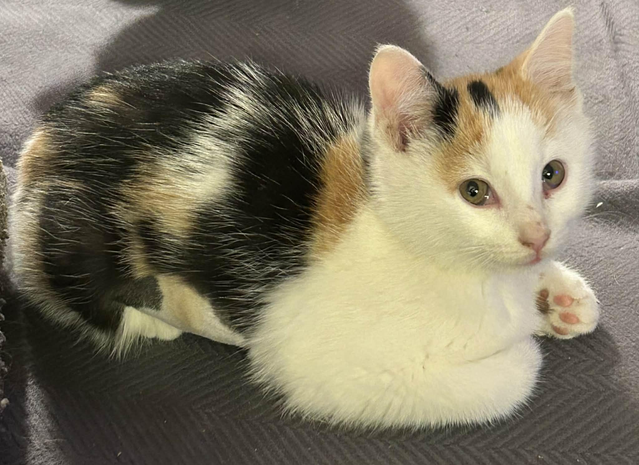 Zoey, an adopted Calico in Beckley, WV image 3/3