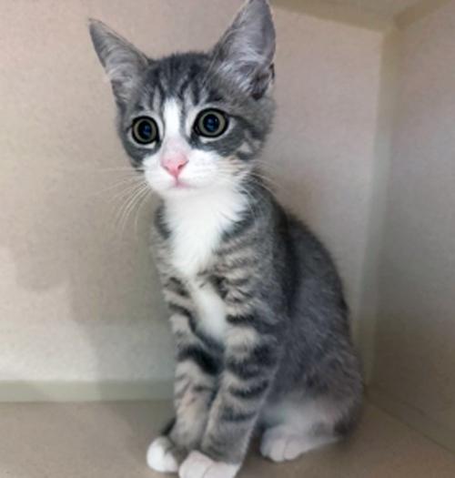 JAN, an adopted Tabby in San Clemente, CA image 1/2