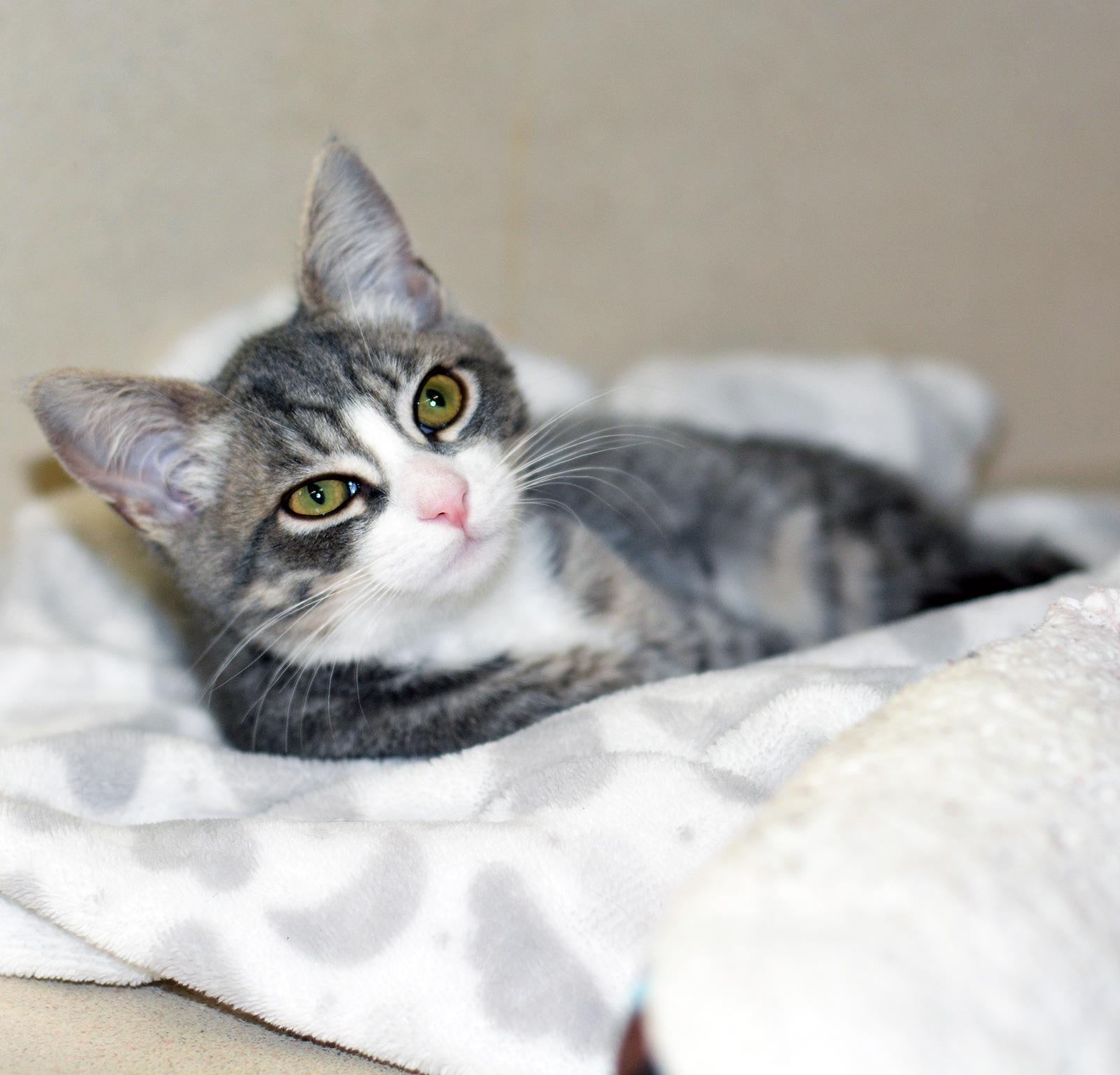 JAN, an adopted Tabby in San Clemente, CA image 2/2