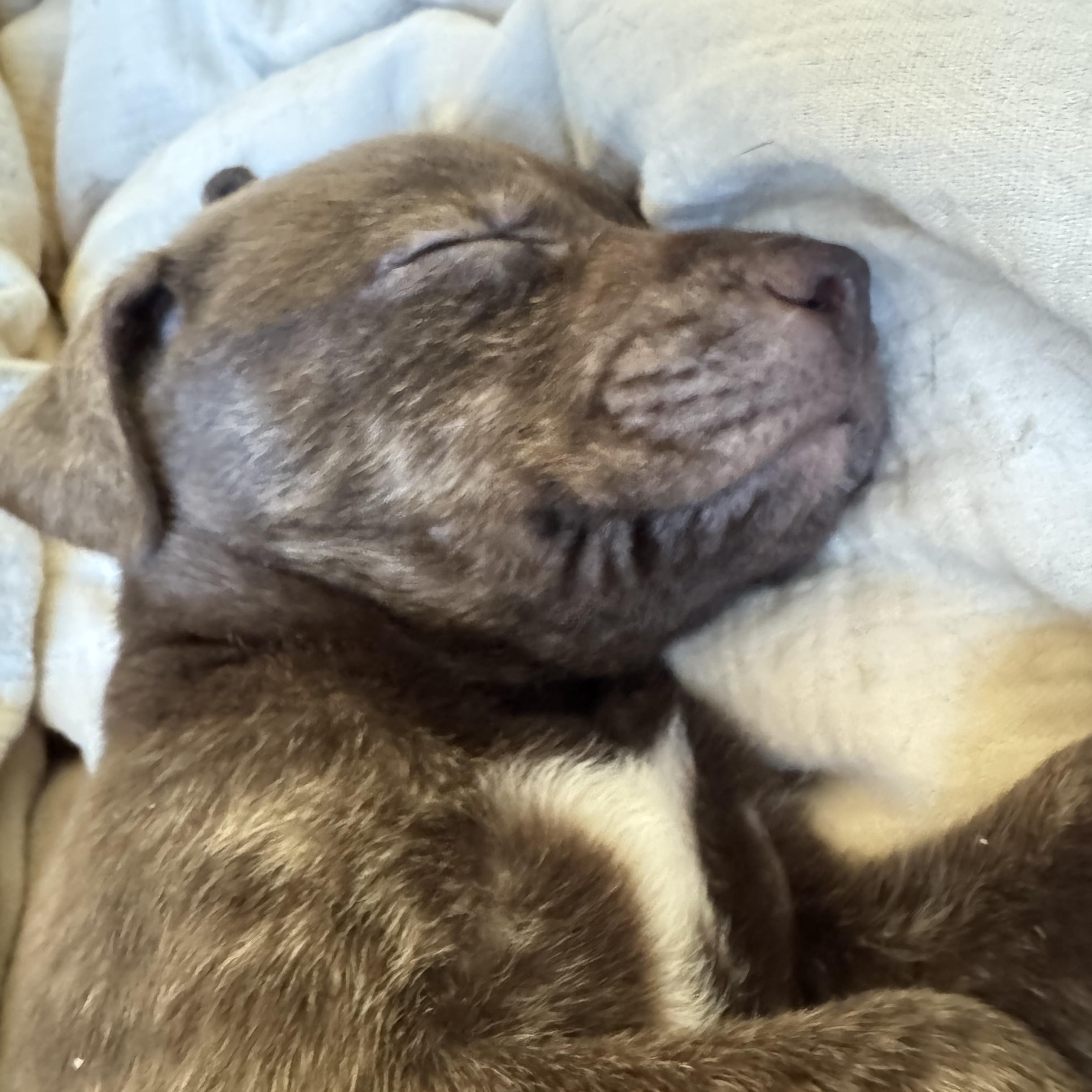 Enlarge HERSHEY!, a Adoptable mixed breed in Trabuco Canyon, CA image 3/5