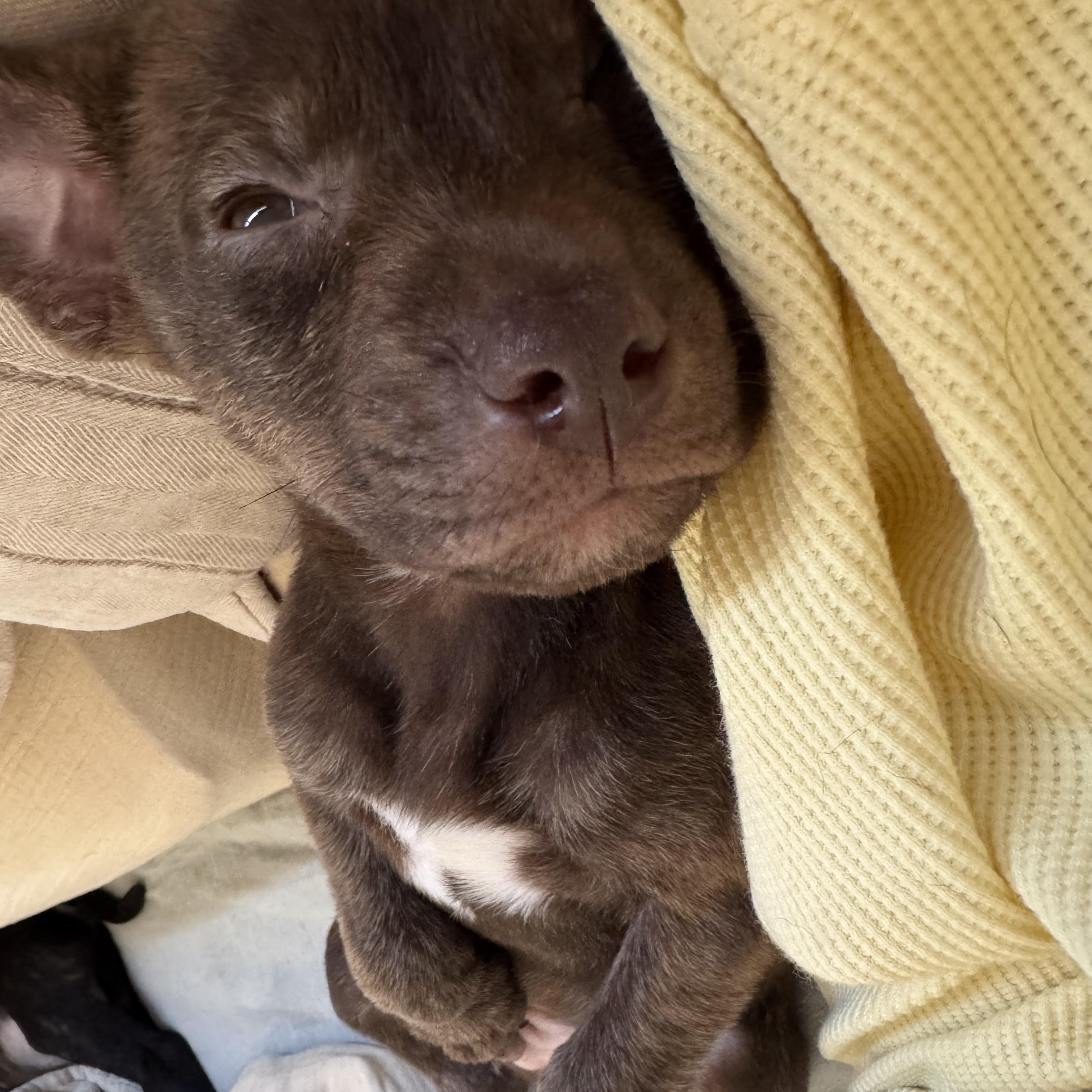 Enlarge HERSHEY!, a Adoptable mixed breed in Trabuco Canyon, CA image 4/5