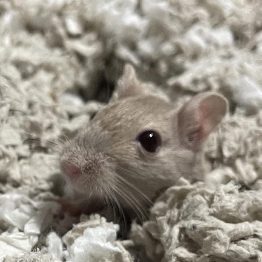 Dylan w/ Nori, Summer and Sunny-In foster, Adoptable, Young Female Gerbil.