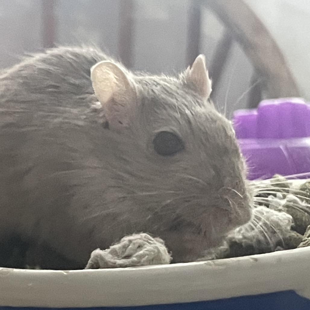 Enlarge Dylan w/ Nori, Summer and Sunny-In foster, a Adoptable Gerbil in Springfield, MA image 2/6