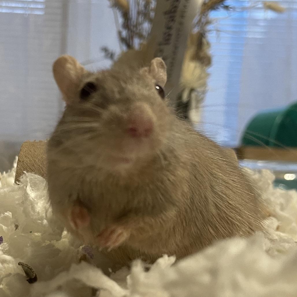 Enlarge Dylan w/ Nori, Summer and Sunny-In foster, a Adoptable Gerbil in Springfield, MA image 3/6