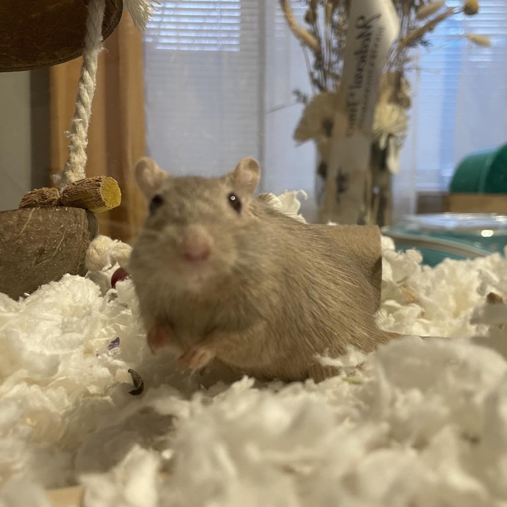 Enlarge Dylan w/ Nori, Summer and Sunny-In foster, a Adoptable Gerbil in Springfield, MA image 4/6