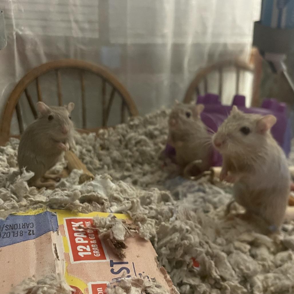 Enlarge Dylan w/ Nori, Summer and Sunny-In foster, a Adoptable Gerbil in Springfield, MA image 5/6