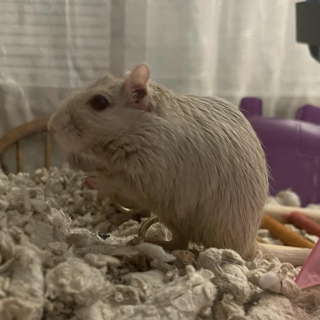 Enlarge Dylan w/ Nori, Summer and Sunny-In foster, a Adoptable Gerbil in Springfield, MA image 6/6