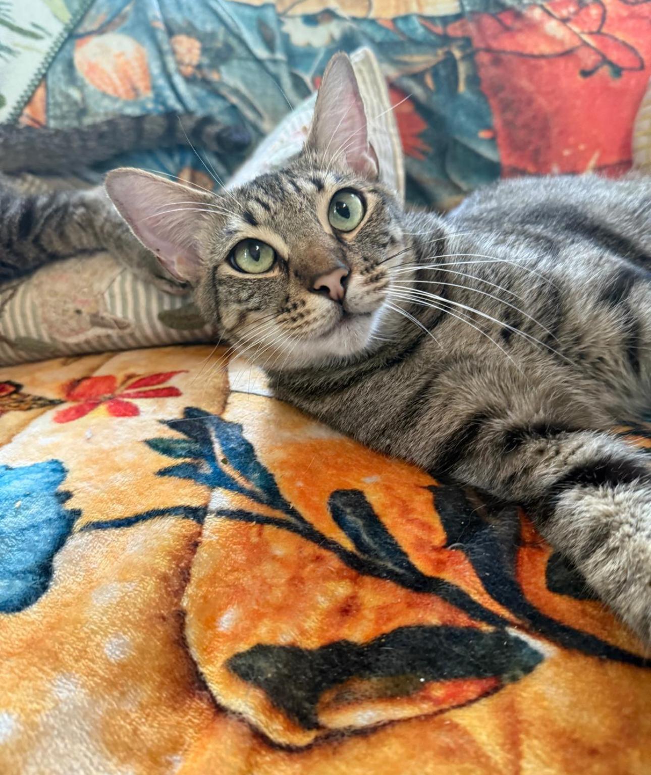 Enlarge Oliver Twist, a Adopted American Shorthair in Homestead, FL image 4/5