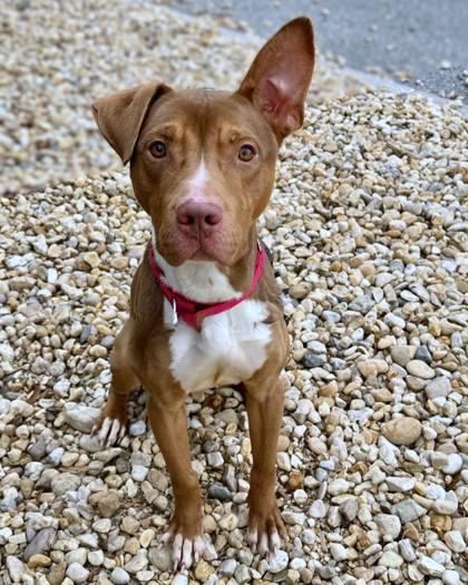 Jello, Adoptable, Adult Male Pit Bull Terrier & Mixed Breed.