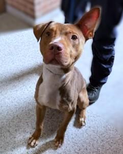 Jello, Adoptable, Adult Male Pit Bull Terrier & Mixed Breed.
