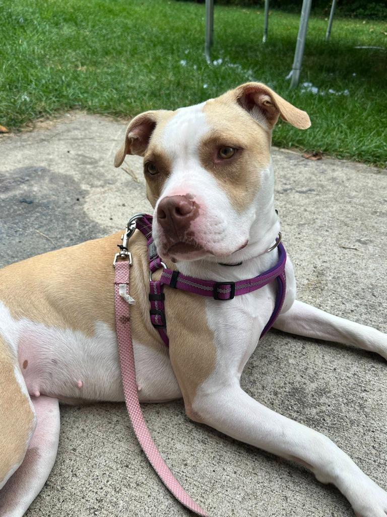 Angel, Adoptable, Adult Female American Staffordshire Terrier.