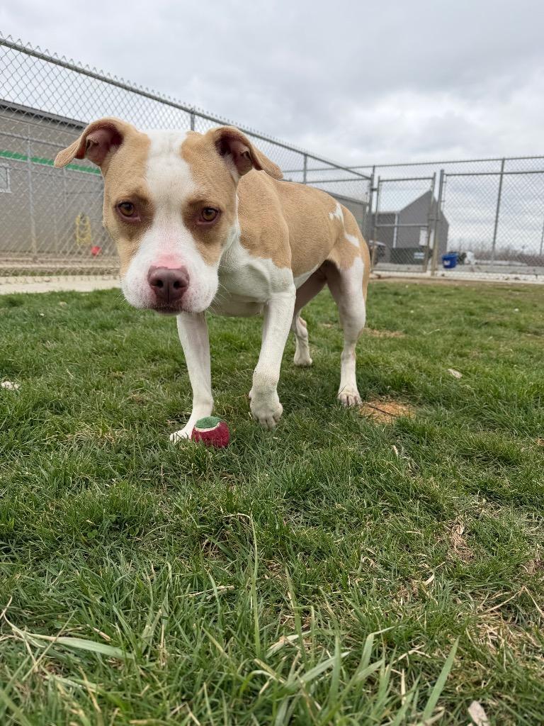 Enlarge Angel, a Adoptable American Staffordshire Terrier in Pierceton, IN image 2/6