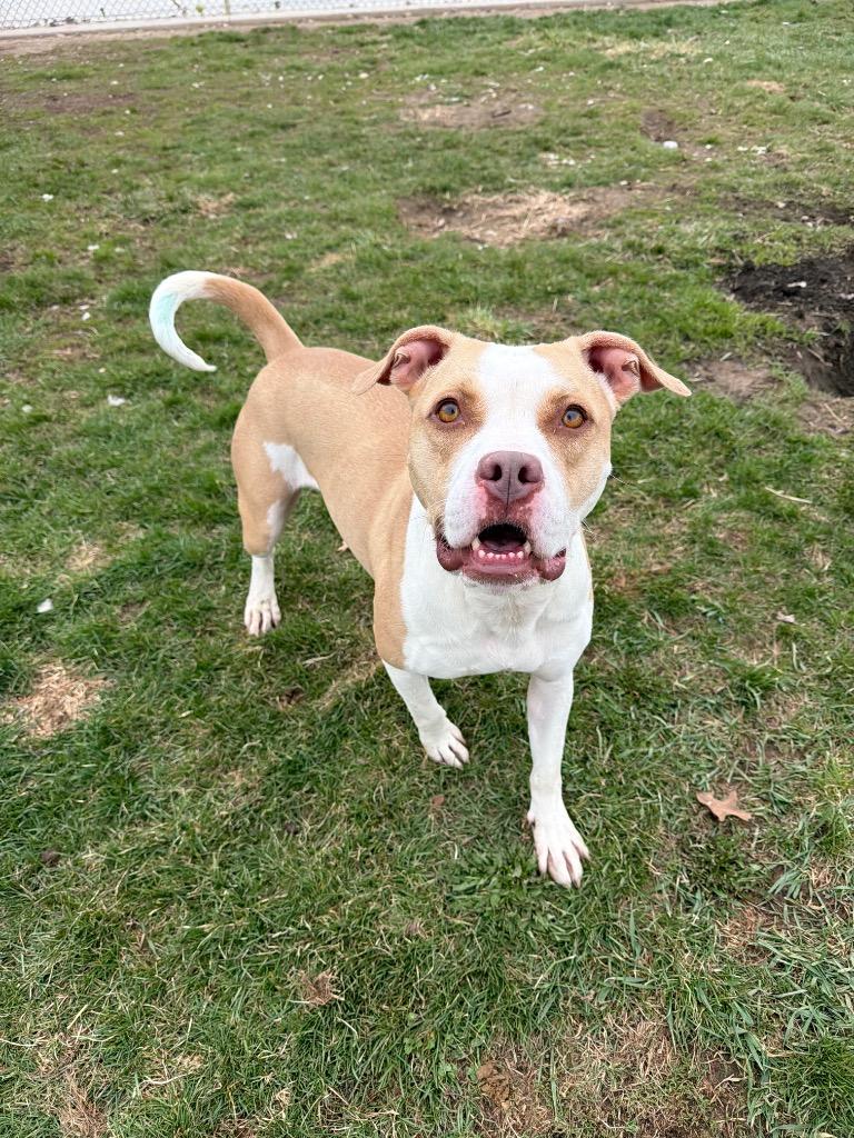 Enlarge Angel, a Adoptable American Staffordshire Terrier in Pierceton, IN image 3/6