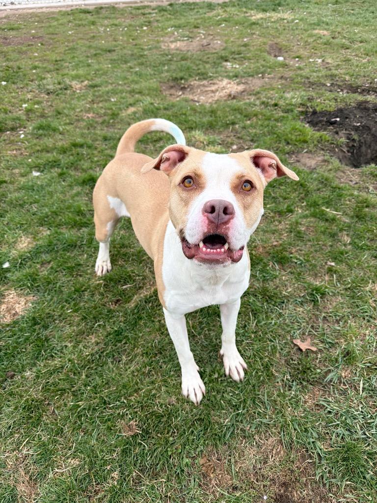 Enlarge Angel, a Adoptable American Staffordshire Terrier in Pierceton, IN image 4/6