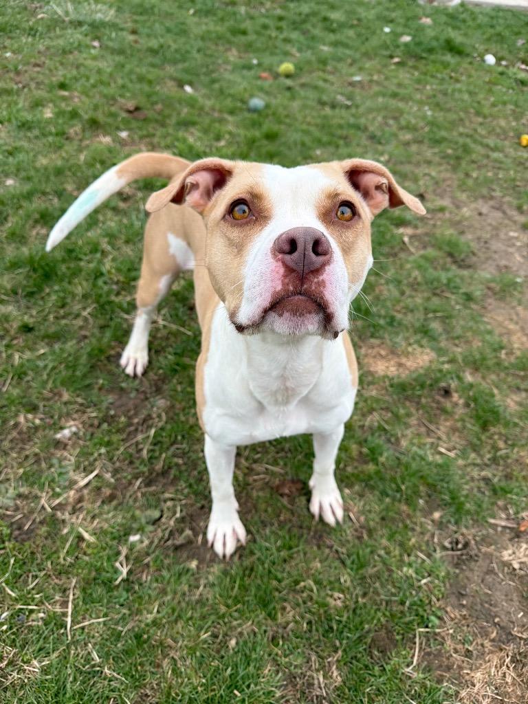 Enlarge Angel, a Adoptable American Staffordshire Terrier in Pierceton, IN image 5/6