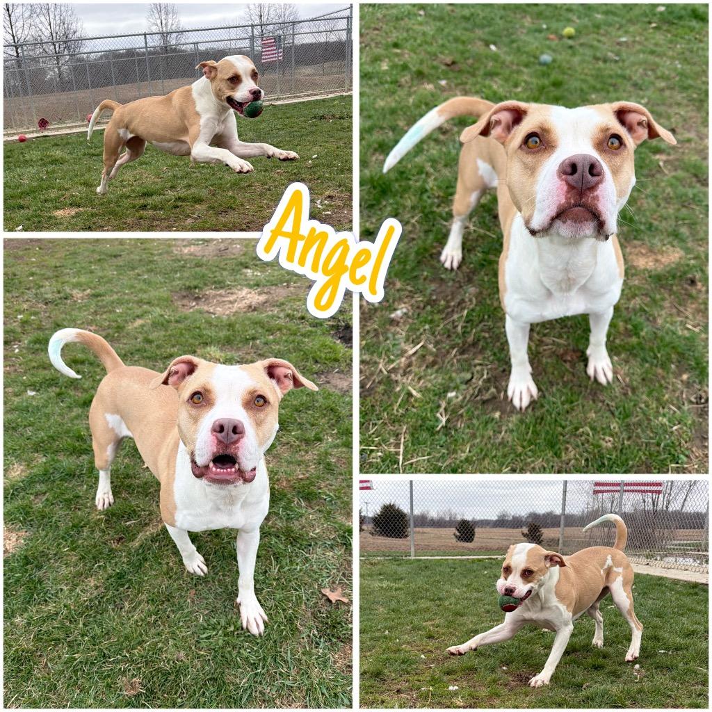 Enlarge Angel, a Adoptable American Staffordshire Terrier in Pierceton, IN image 6/6