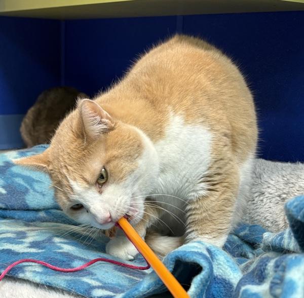 Enlarge Tony, a Adoptable mixed breed in Sioux City, IA image 1/6