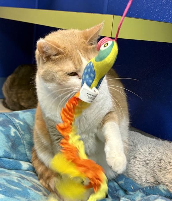 Enlarge Tony, a Adoptable mixed breed in Sioux City, IA image 3/6